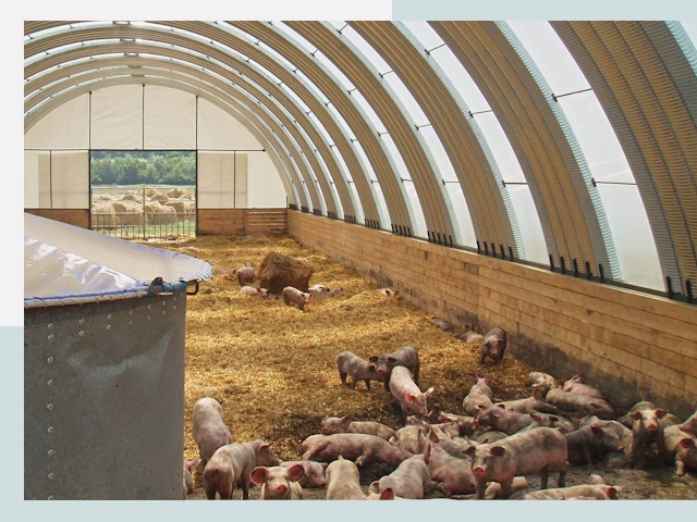 Строительство свинарников в Сланцах